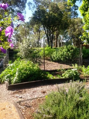 Raised herb beds through the garden