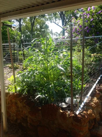 Globe artichoke growing in the garden