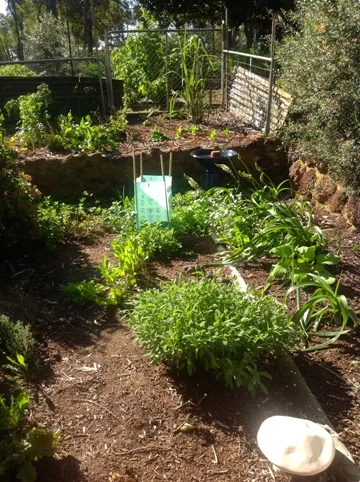 Sage growing in the herb garden