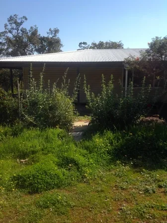 White sages growing beside the shed