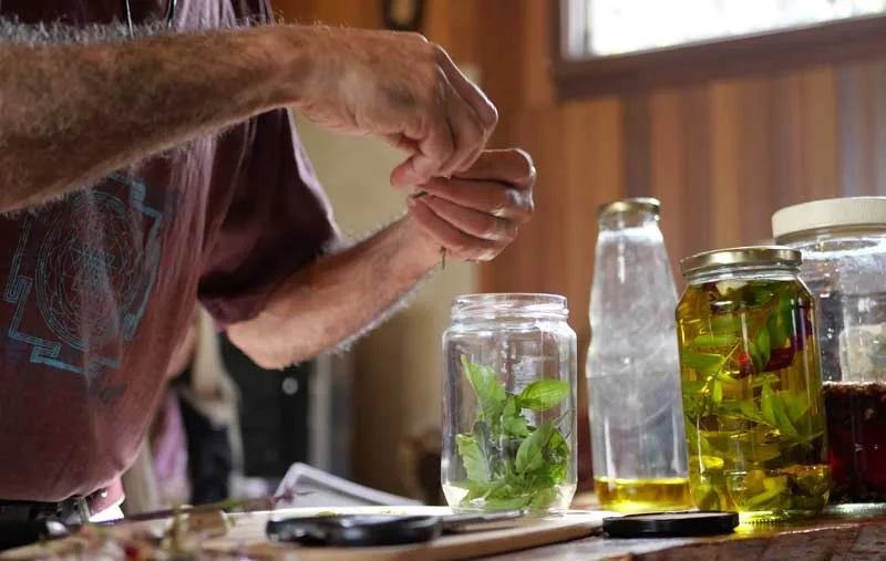 Dipaunka preparing herbal tinctures at his bench - fresh herbs steeping in jars of oil